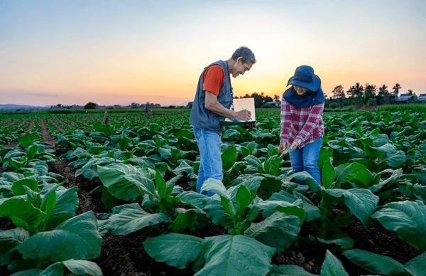 Crop management